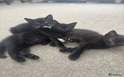 British Shorthair cats for sale: Beautiful black kittens - Image 4