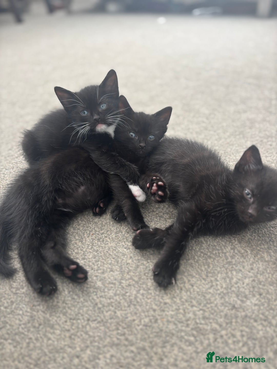 British Shorthair cats for sale: Beautiful black kittens - Image 4