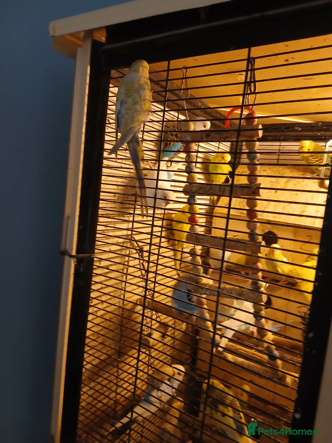 Budgerigars birds for sale: Budgiregars - Advert 3