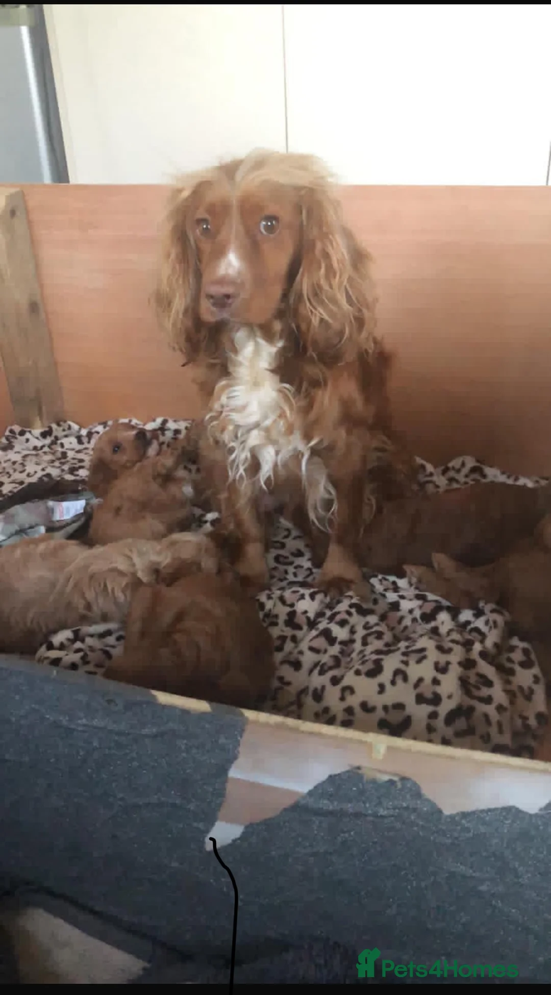 Cockapoo dogs for sale: Cockapoo - Advert 6