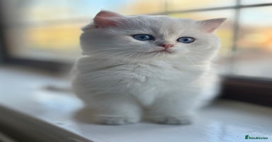 British Shorthair cats - Advert 6