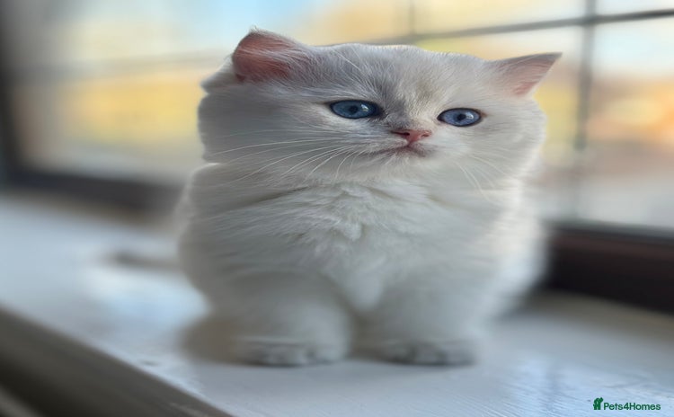 British Shorthair cats - Advert 15