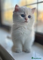 British Shorthair cats - Advert 4