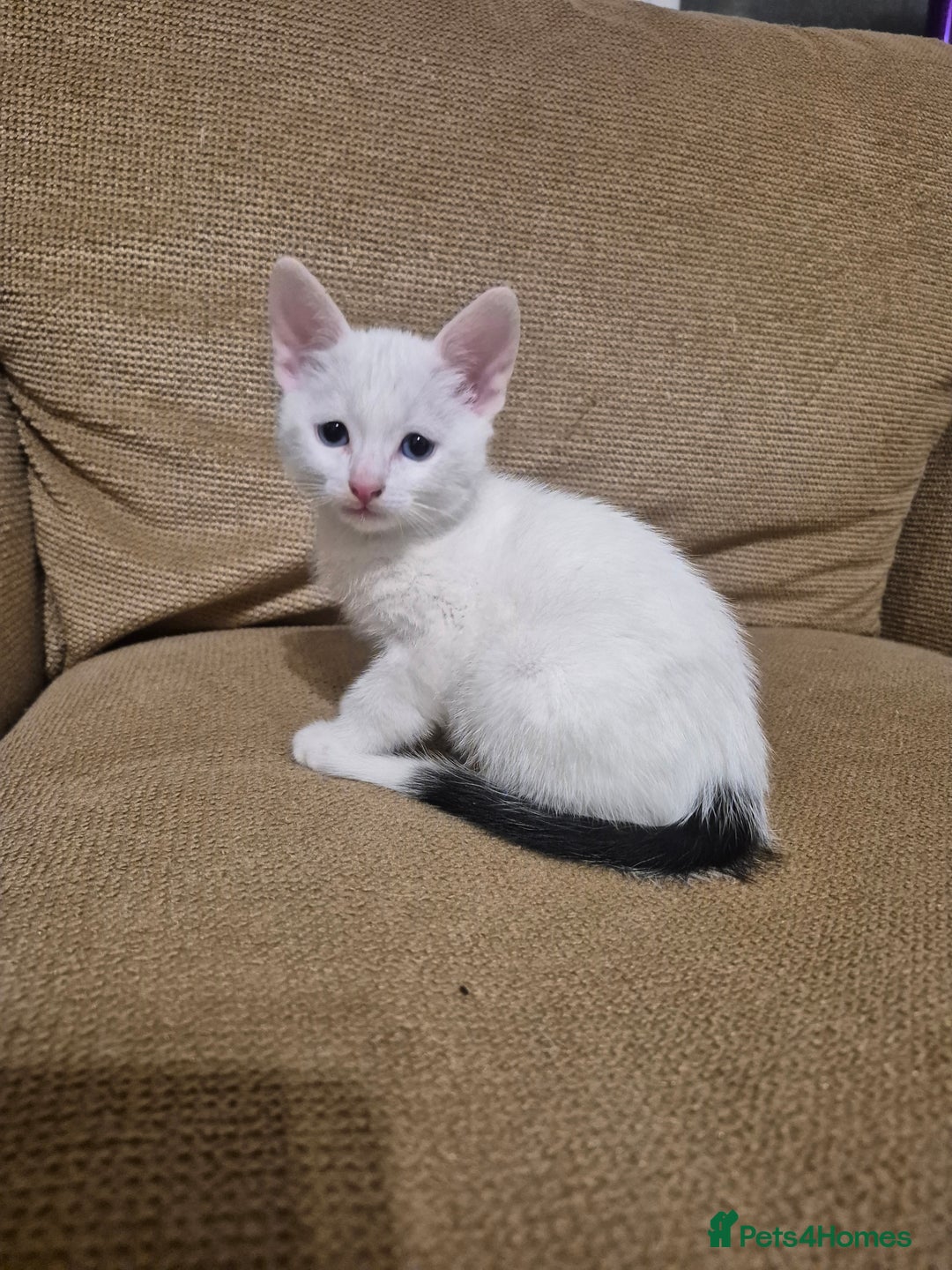 Domestic Shorthair cats for sale: 7 Beautiful kittens ready for their forever home. - Advert 6