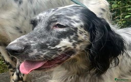 English Setter dogs for adoption: Cookie - Image 6