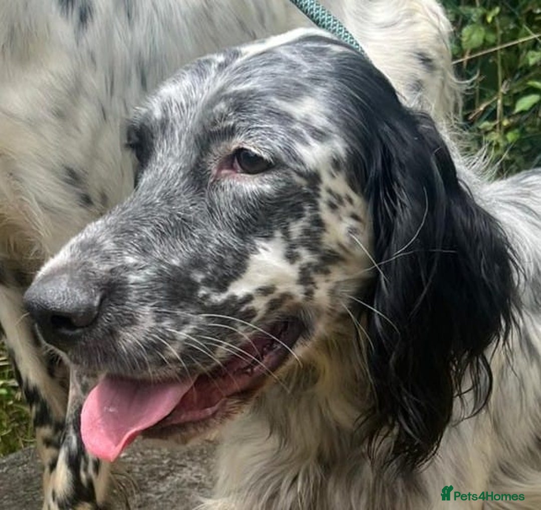 English Setter dogs for adoption: Cookie - Image 6