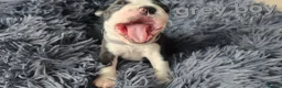 Boston Terrier dogs for sale: ⭐️KC registered beautiful Boston terrier puppies - Advert 26