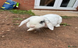 English rabbits for sale: White male rabbit  - Image 4