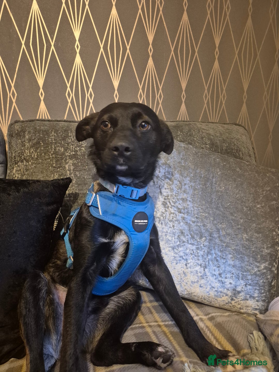 Mixed Breed dogs for adoption: PUPI!  - Advert 5