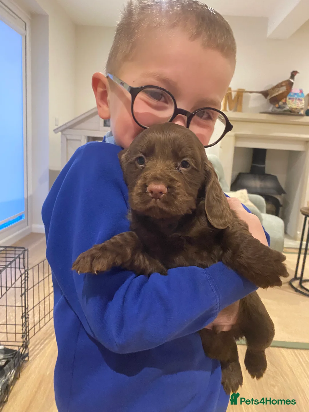 Cocker Spaniel dogs for sale: Gorgeous chocolate boys!  - Advert 7