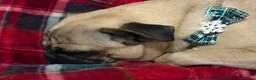Pug dogs for sale: My pug in Barnsley - Advert 5