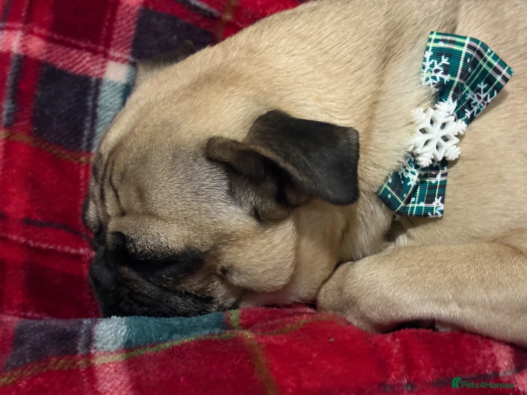 Pug dogs for sale: My pug in Barnsley - Advert 5