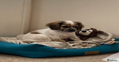 Mixed Breed dogs 1 Beautiful Shih Tzu x - Advert 8