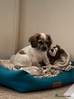 Mixed Breed dogs 1 Beautiful Shih Tzu x - Advert 2