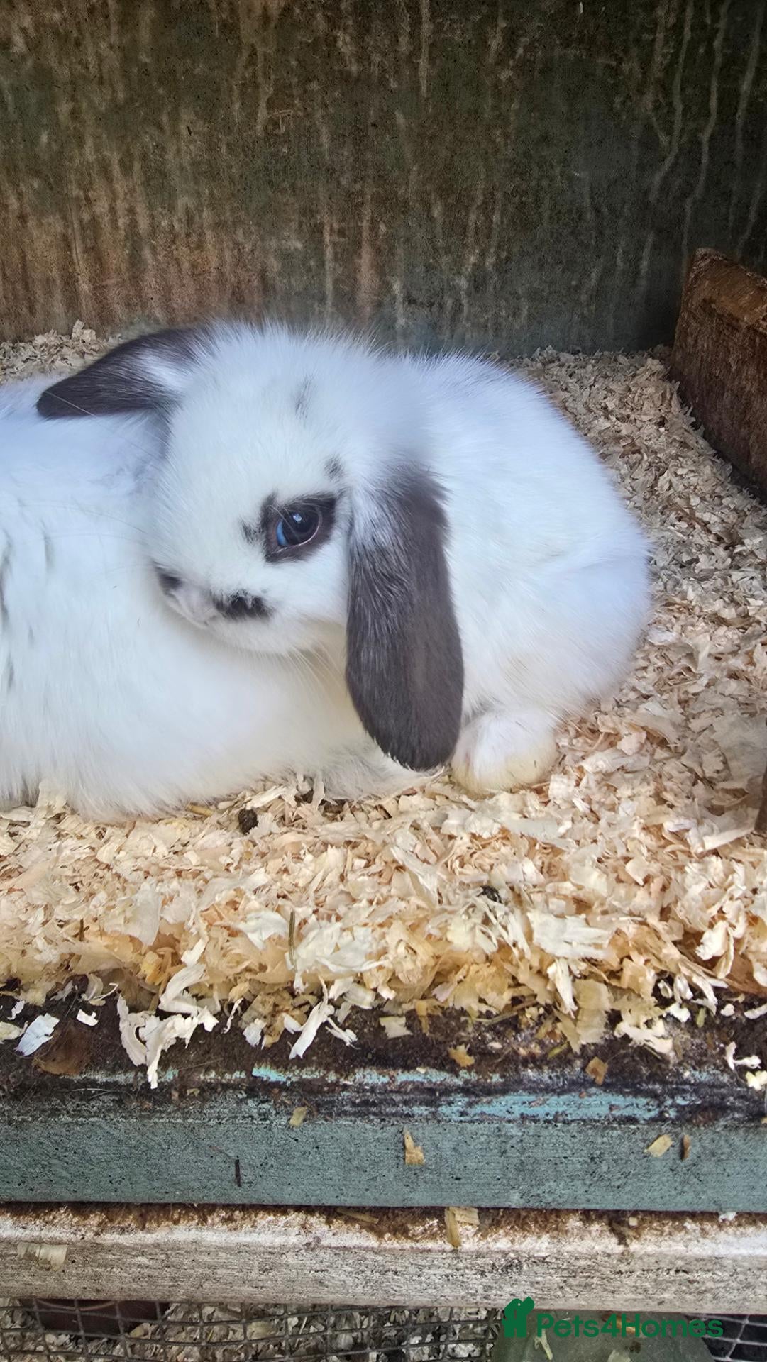 Mini Lop rabbits for sale: Mini Lop Baby Rabbits - Advert 3