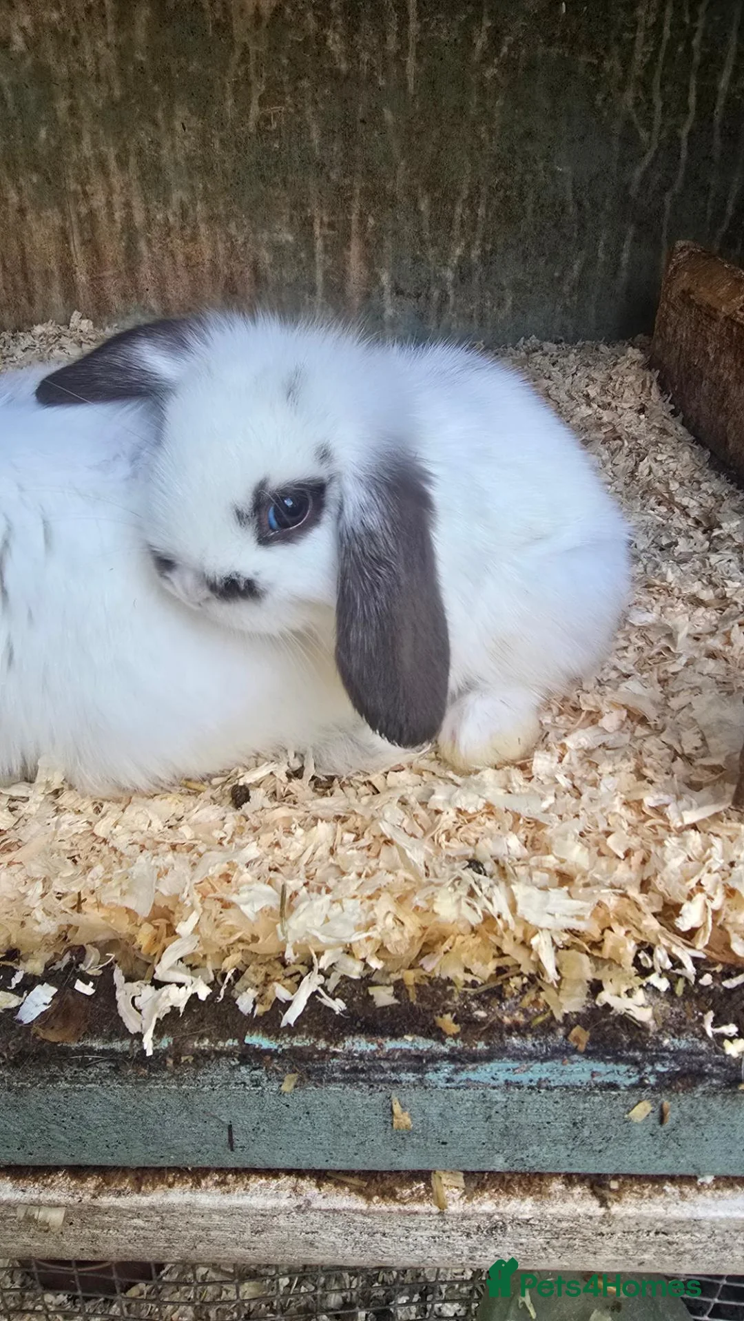 Mini Lop rabbits for sale: Mini Lop Baby Rabbits - Advert 1