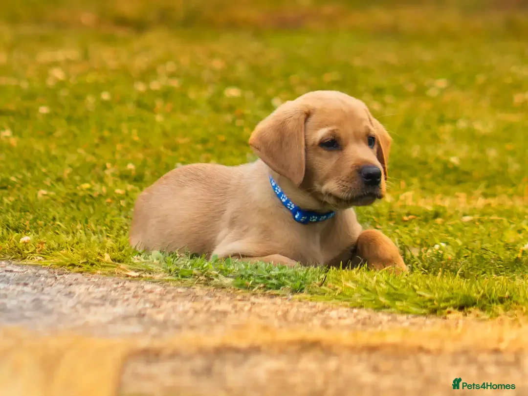 Goldador dogs for sale: 11 Goldador puppies *Ready to leave now* - Advert 40