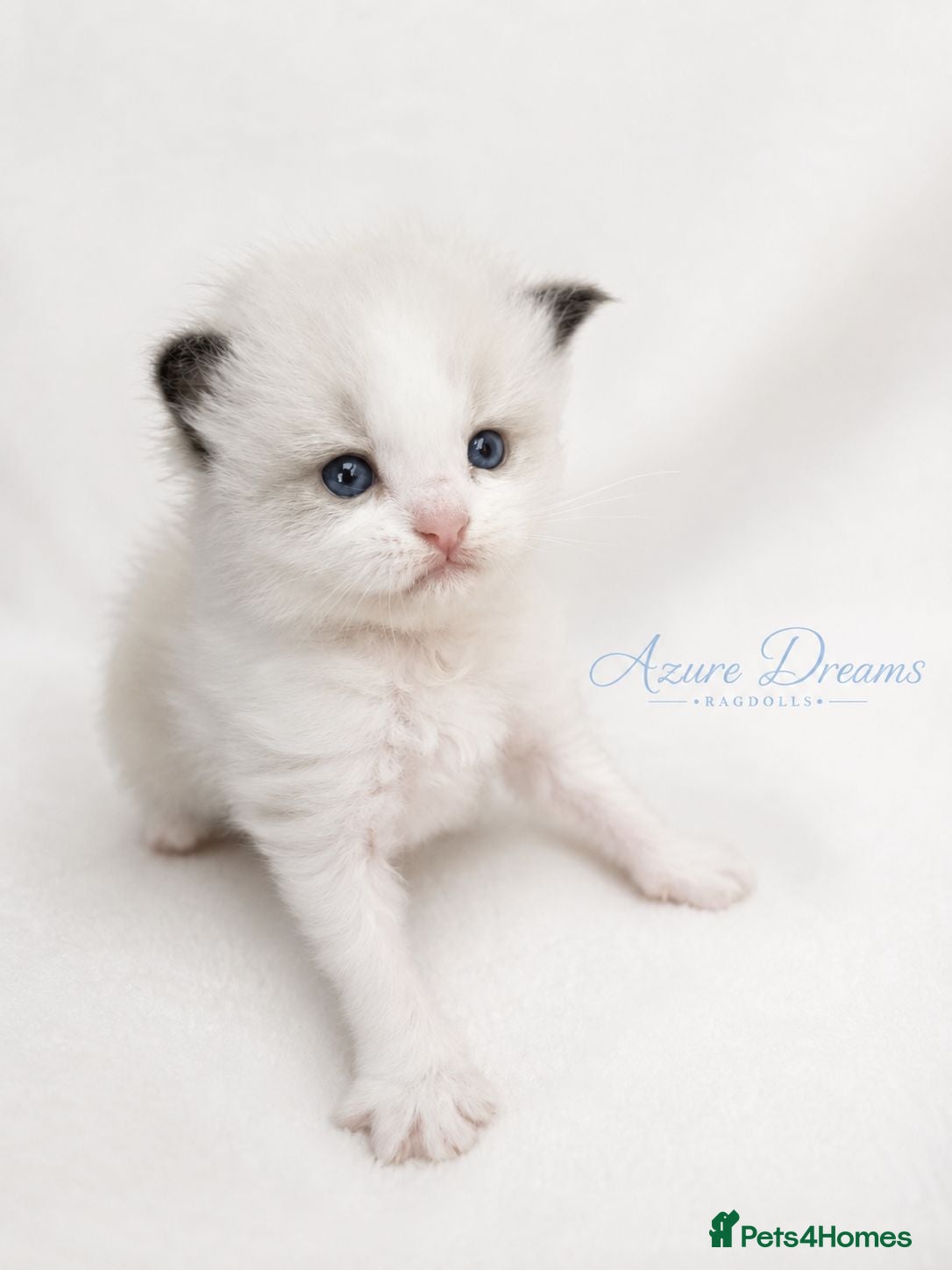 Ragdoll cats ✨ Beautiful Pedigree Ragdoll Kittens Available ✨ - Advert 17