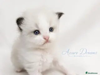 Ragdoll cats ✨ Beautiful Pedigree Ragdoll Kittens Available ✨ - Advert 1