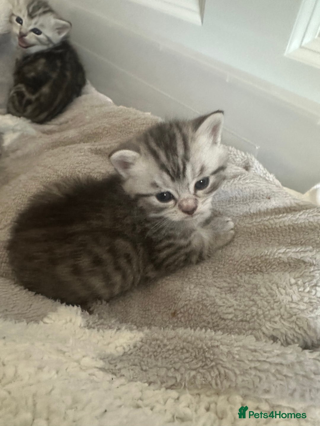 Persian cats for sale: Persian chinchillas kittens - Image 3