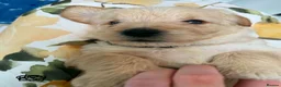 Labradoodle dogs for sale: Beautiful F2 Labradoodle Puppies. - Advert 7