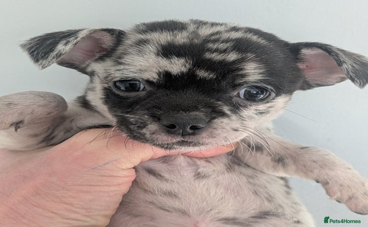 Chihuahua dogs Merle Chihuahua puppies  - Advert 1