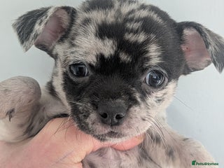 Chihuahua dogs Merle Chihuahua puppies - Advert 8