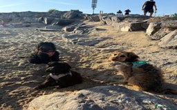 Cockapoo dogs for sale: TRAINED PUPPY - Cockapoo - essential training in Port Talbot - Image 13
