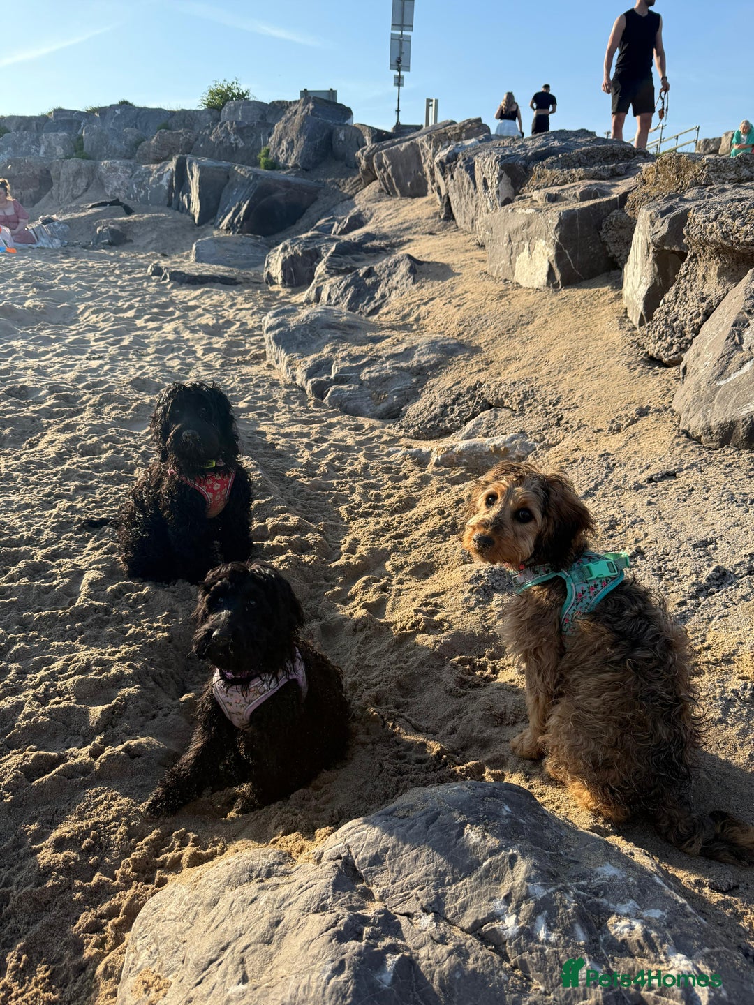Cockapoo dogs for sale: TRAINED PUPPY - Cockapoo - essential training in Port Talbot - Image 13