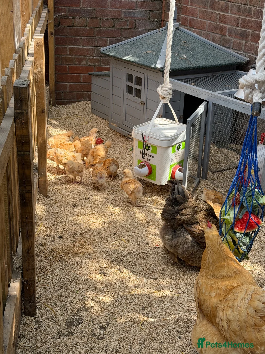 Chickens poultry for sale:  buff Orpingtons chicks different ages - Advert 2