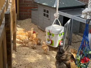 Chickens poultry buff Orpingtons chicks different ages - Advert 13