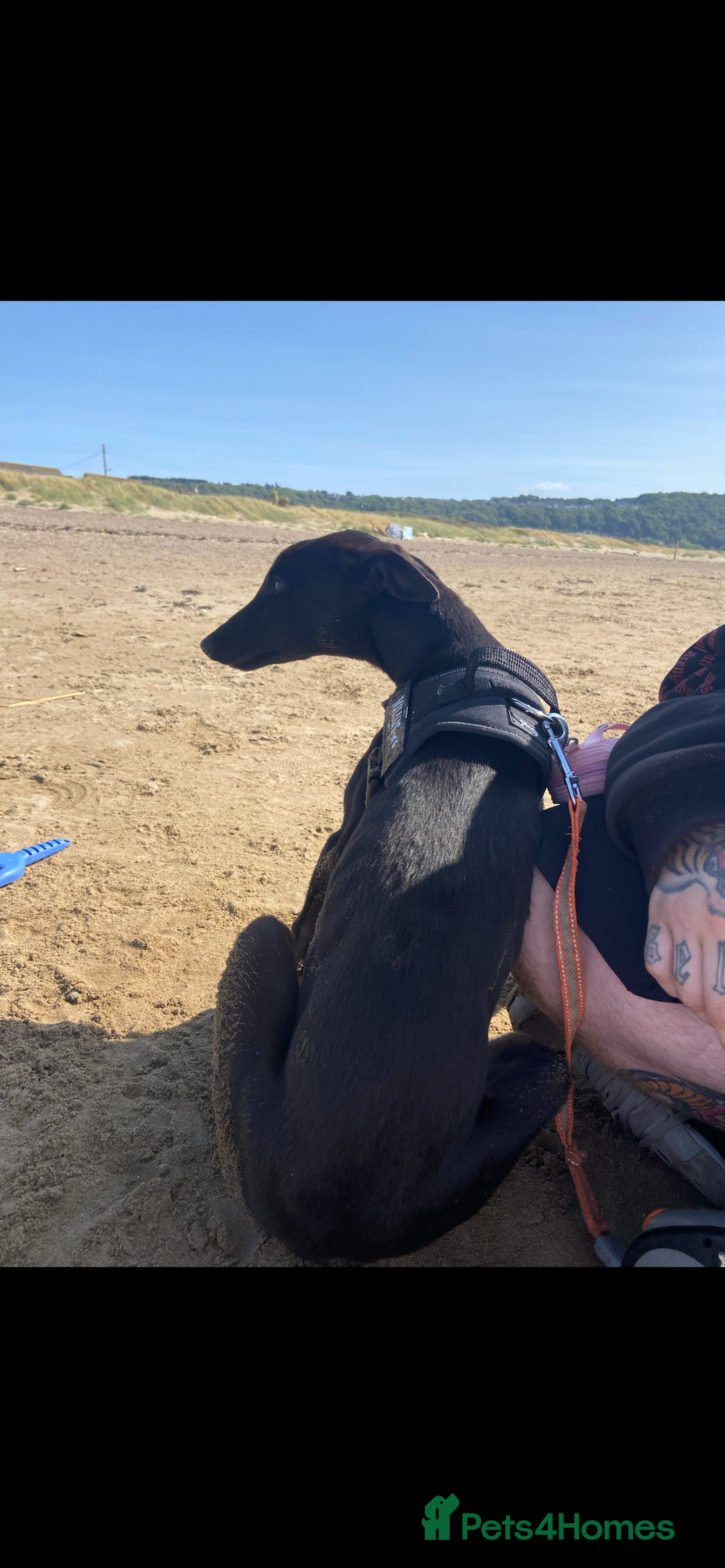 Greyhound dogs for sale: Female Greyhound  - Advert 4