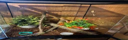 Gecko reptiles for sale: Baby Crested Gecko and Full set up - Advert 2