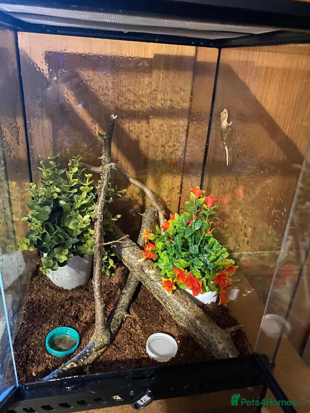 Gecko reptiles for sale: Baby Crested Gecko and Full set up - Advert 2