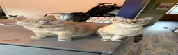 Mixed Breed cats for sale: Neutered male cat  - Advert 19