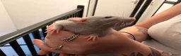 Rat rodents for sale: Adorable baby dumbo rats  - Advert 32