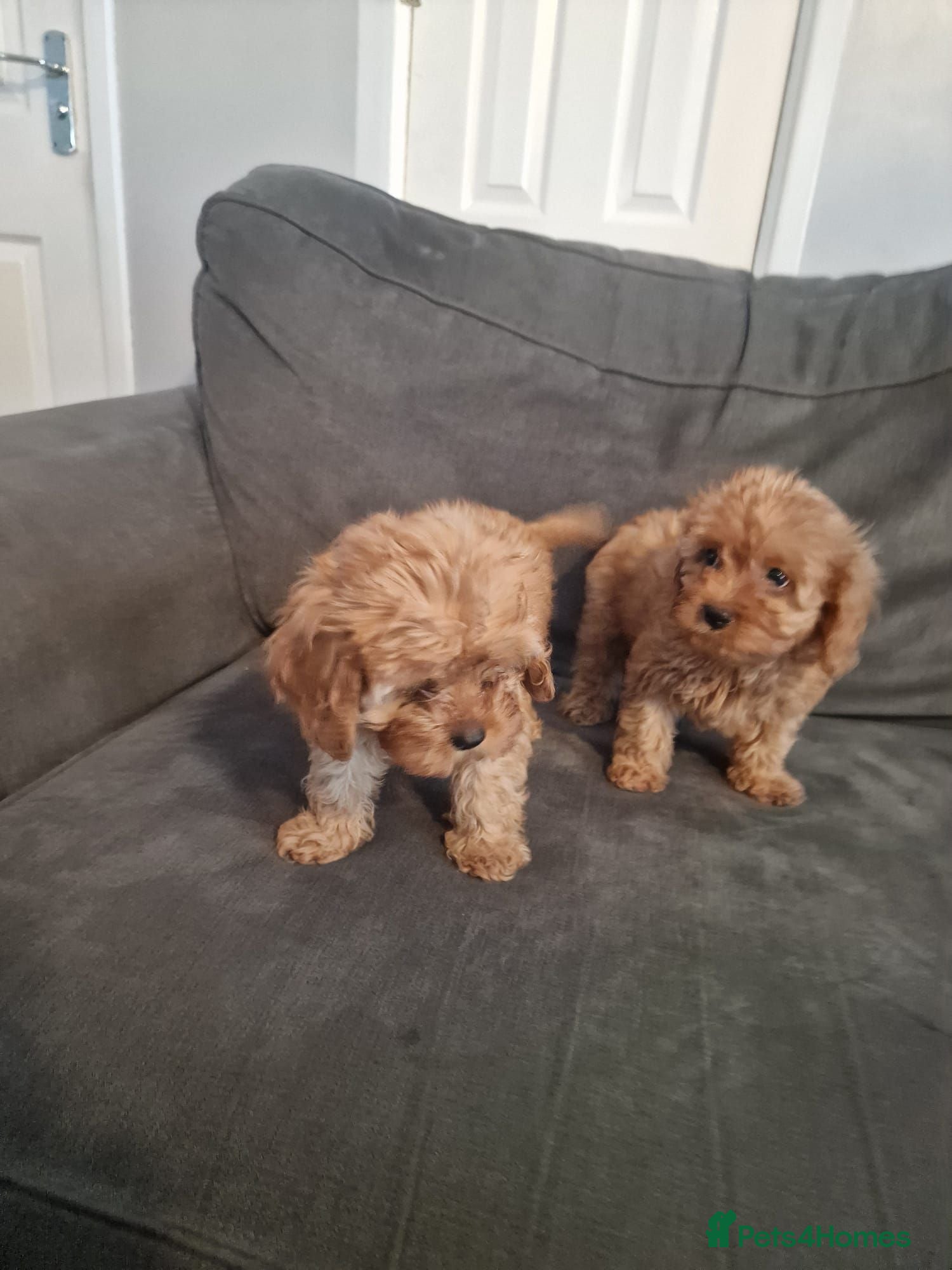 Cavapoo dogs Cavapoo Deep Red Puppies  - Advert 1