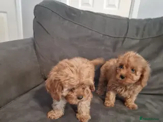 Cavapoo dogs Cavapoo Deep Red Puppies - Advert 1