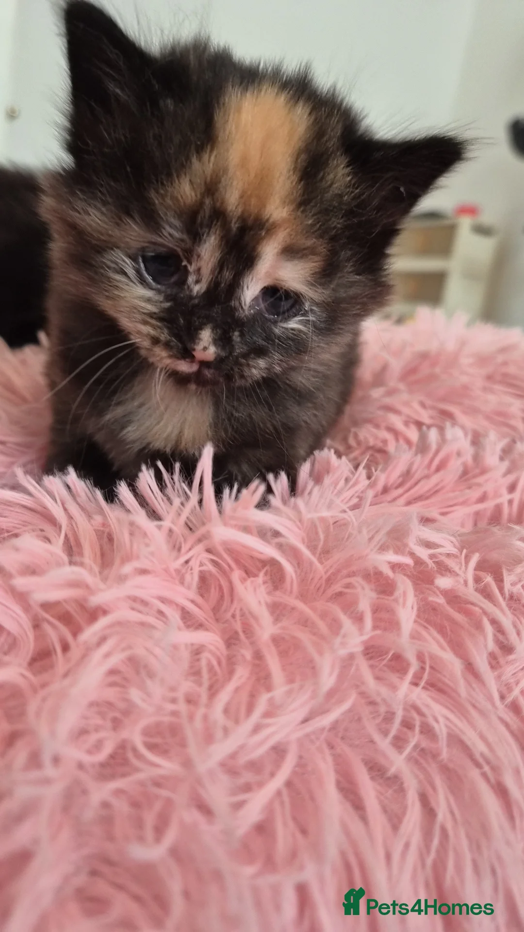 Maine Coon cats for sale: Maine Coon Mix Kittens - Advert 8