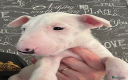 English Bull Terrier dogs for sale: Outstanding male bull terriers  - Image 13