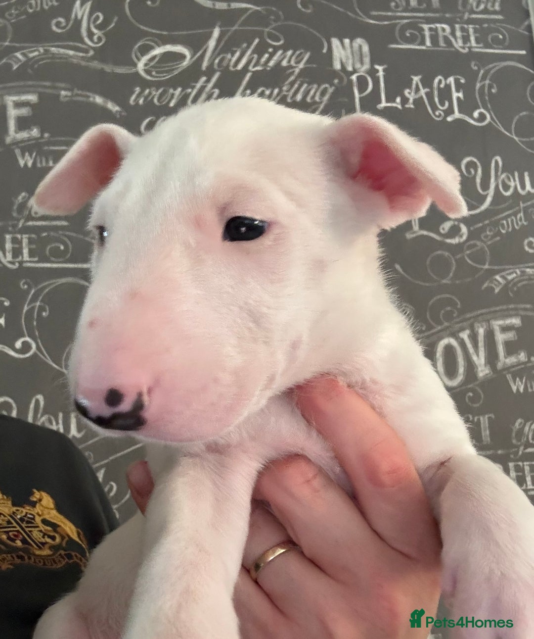 English Bull Terrier dogs for sale: Outstanding male bull terriers  - Image 13