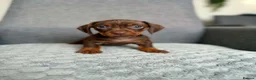 Dachshund dogs for sale: Miniature Dachshund - Advert 2