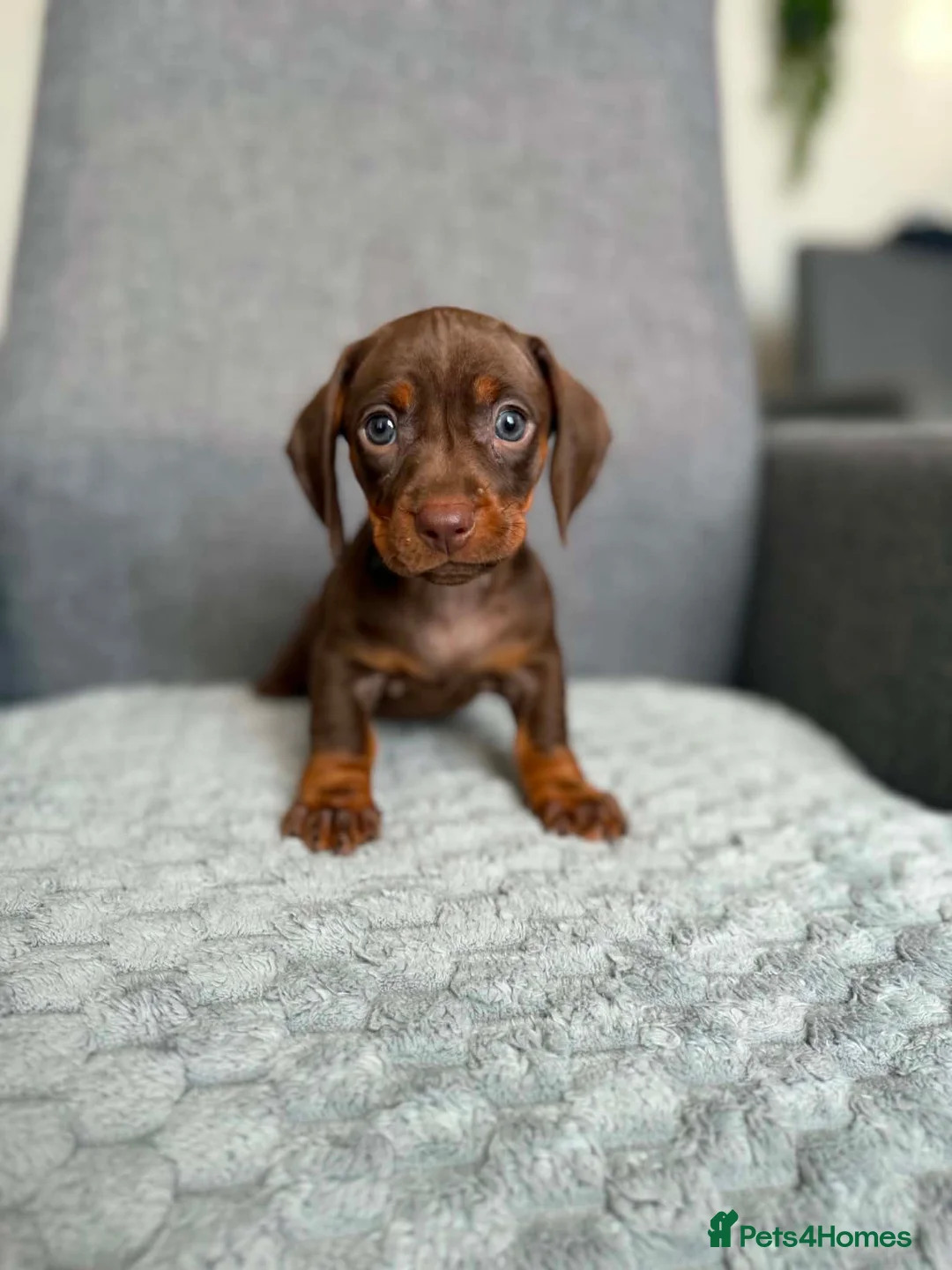 Dachshund dogs for sale: Miniature Dachshund - Advert 2