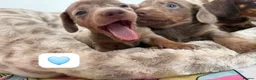 Dachshund dogs for sale: Beautiful dachshund puppies  - Advert 11