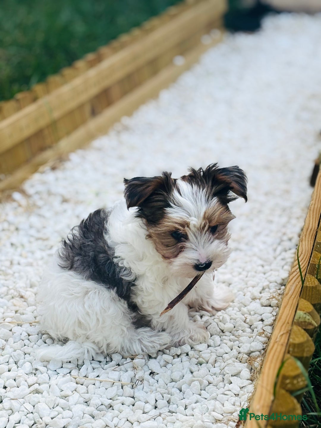 Yorkshire Terrier dogs for sale: ❤️ Beautiful merle Yorkshire terrier ready now❤️ - Image 23