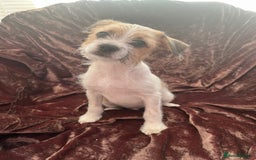 Mixed Breed dogs for sale: JACK RUSSELL CROSS PUPPY  - Image 5