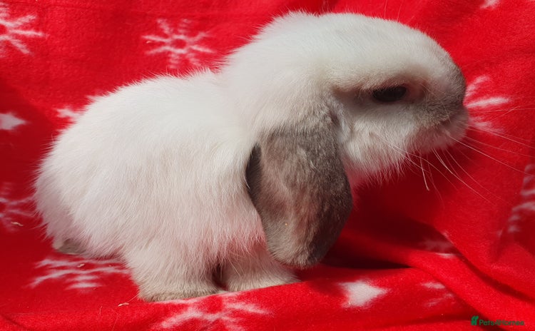 Mini Lop rabbits - Advert 11