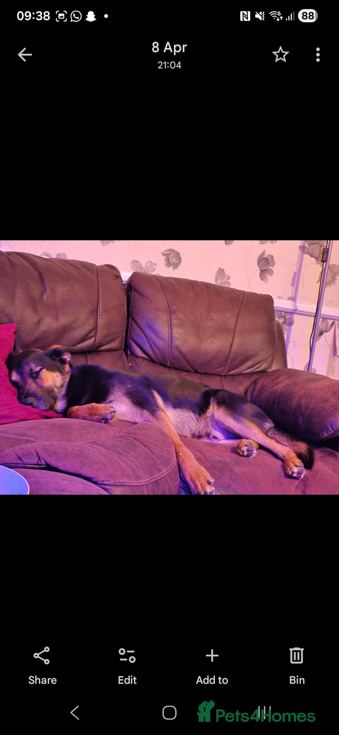 German Shepherd dogs for sale: German Shepherd Bruno - Advert 2