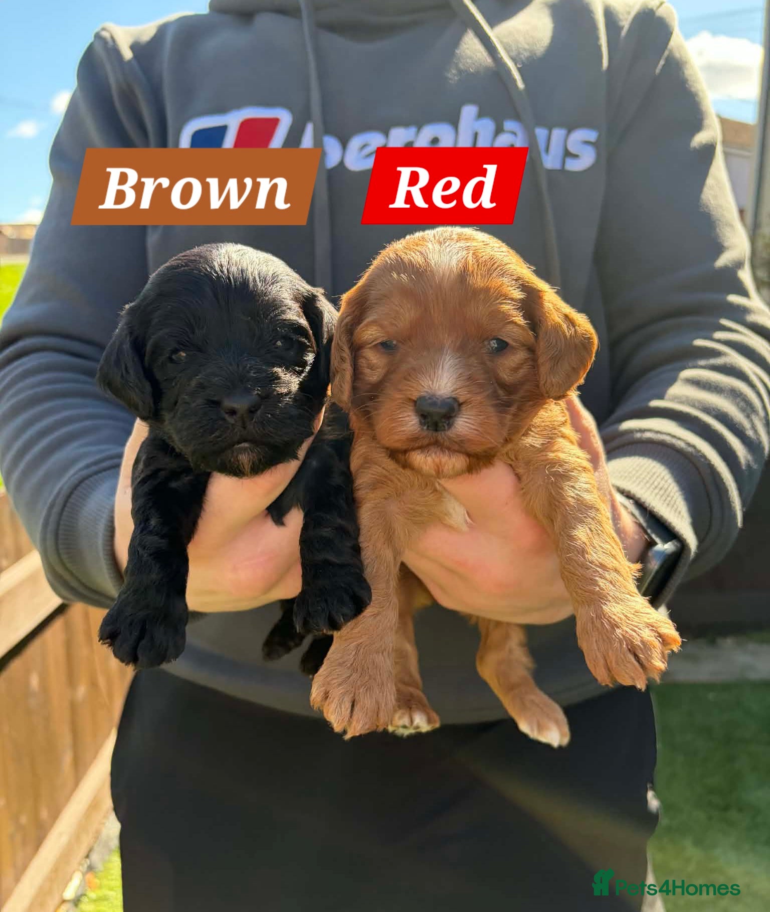 Cockapoo dogs 1 Last girl 😊💖 F1 cockapoos [health tested ) - Advert 3