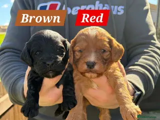 Cockapoo dogs 1 Last girl 😊💖 F1 cockapoos [health tested ) - Advert 18